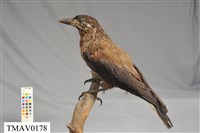 藏品(星鴉)的圖片